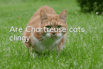 Are Chartreuse cats clingy?