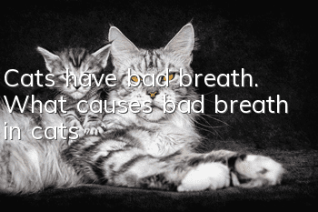 Cats have bad breath. What causes bad breath in cats?
