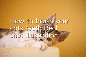How to brush your cat’s teeth? (Real shot illustration)