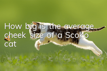 How big is the average cheek size of a Scoko cat?