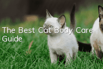 The Best Cat Body Care Guide