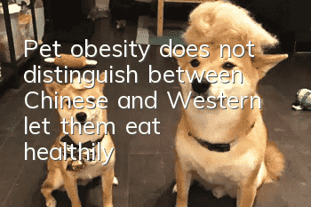 Pet obesity does not distinguish between Chinese and Western, let them eat healthily~