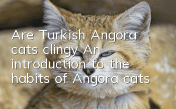 Are Turkish Angora cats clingy? An introduction to the habits of Angora cats