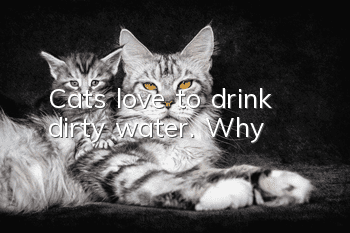 Cats love to drink dirty water. Why?