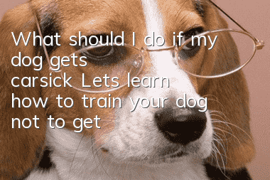 What should I do if my dog gets carsick? Let’s learn how to train your dog not to get carsick!