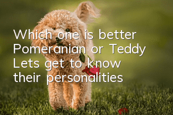 Which one is better, Pomeranian or Teddy? Let’s get to know their personalities!