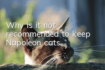 Why is it not recommended to keep Napoleon cats?