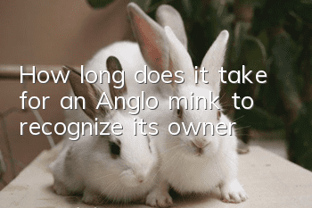 How long does it take for an Anglo mink to recognize its owner?