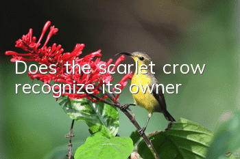 Does the scarlet crow recognize its owner?