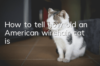 How to tell how old an American wirehair cat is