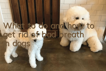 What to do and how to get rid of bad breath in dogs