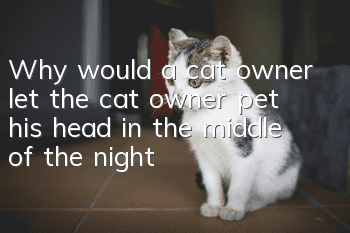 Why would a cat owner let the cat owner pet his head in the middle of the night?