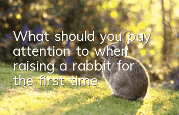 What should you pay attention to when raising a rabbit for the first time?