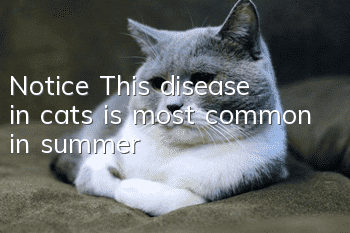 Notice! This disease in cats is most common in summer