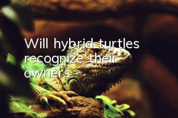 Will hybrid turtles recognize their owners?