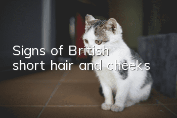 Signs of British short hair and cheeks