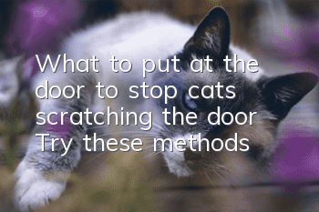 What to put at the door to stop cats scratching the door? Try these methods