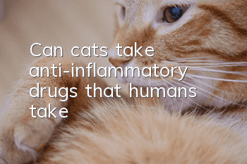 Can cats take anti-inflammatory drugs that humans take?