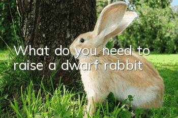 What do you need to raise a dwarf rabbit?