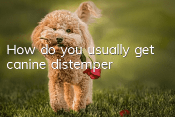 How do you usually get canine distemper?