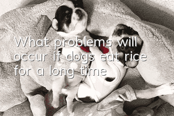 What problems will occur if dogs eat rice for a long time?