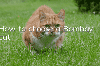 How to choose a Bombay cat