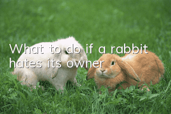 What to do if a rabbit hates its owner