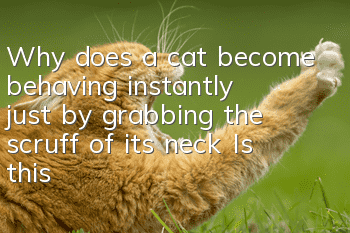 Why does a cat become behaving instantly just by grabbing the scruff of its neck? Is this really its Achilles heel?