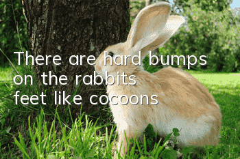 There are hard bumps on the rabbit's feet like cocoons