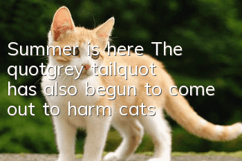 Summer is here! The "grey tail" has also begun to come out to harm cats