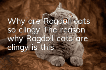 Why are Ragdoll cats so clingy? The reason why Ragdoll cats are clingy is this