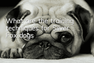 What are the training techniques for Silver Fox dogs?