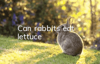 Can rabbits eat lettuce?