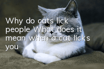 Why do cats lick people? What does it mean when a cat licks you?