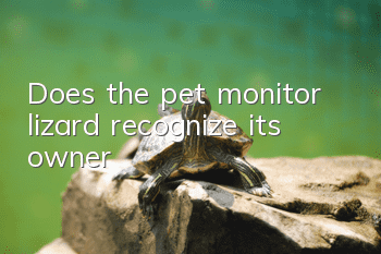 Does the pet monitor lizard recognize its owner?
