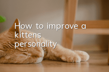 How to improve a kitten's personality?