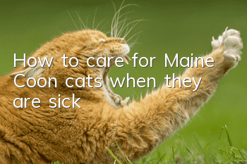 How to care for Maine Coon cats when they are sick