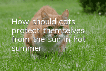 How should cats protect themselves from the sun in hot summer?