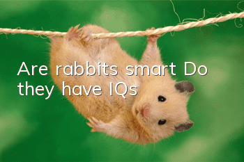 Are rabbits smart? Do they have IQs?