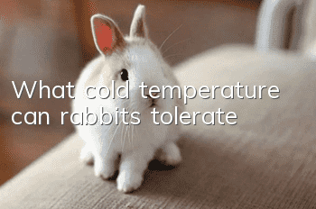 What cold temperature can rabbits tolerate?