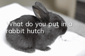 What do you put in a rabbit hutch?