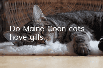 Do Maine Coon cats have gills?