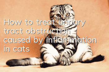 How to treat urinary tract obstruction caused by inflammation in cats