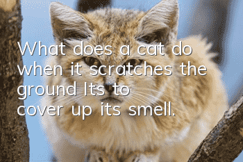 What does a cat do when it scratches the ground? It's to cover up its smell.
