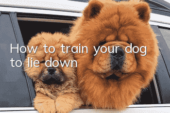 How to train your dog to lie down