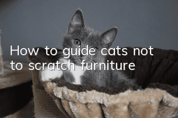 How to guide cats not to scratch furniture