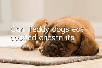 Can Teddy dogs eat cooked chestnuts?
