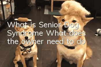 What is Senior Dog Syndrome? What does the owner need to do?