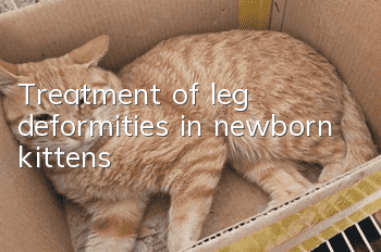 Treatment of leg deformities in newborn kittens
