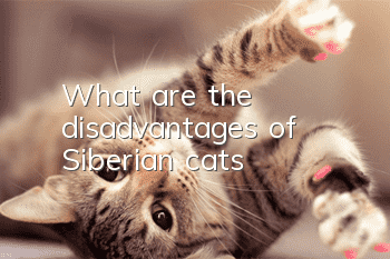 What are the disadvantages of Siberian cats